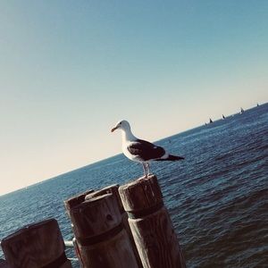 Meet your Posher, Blanca